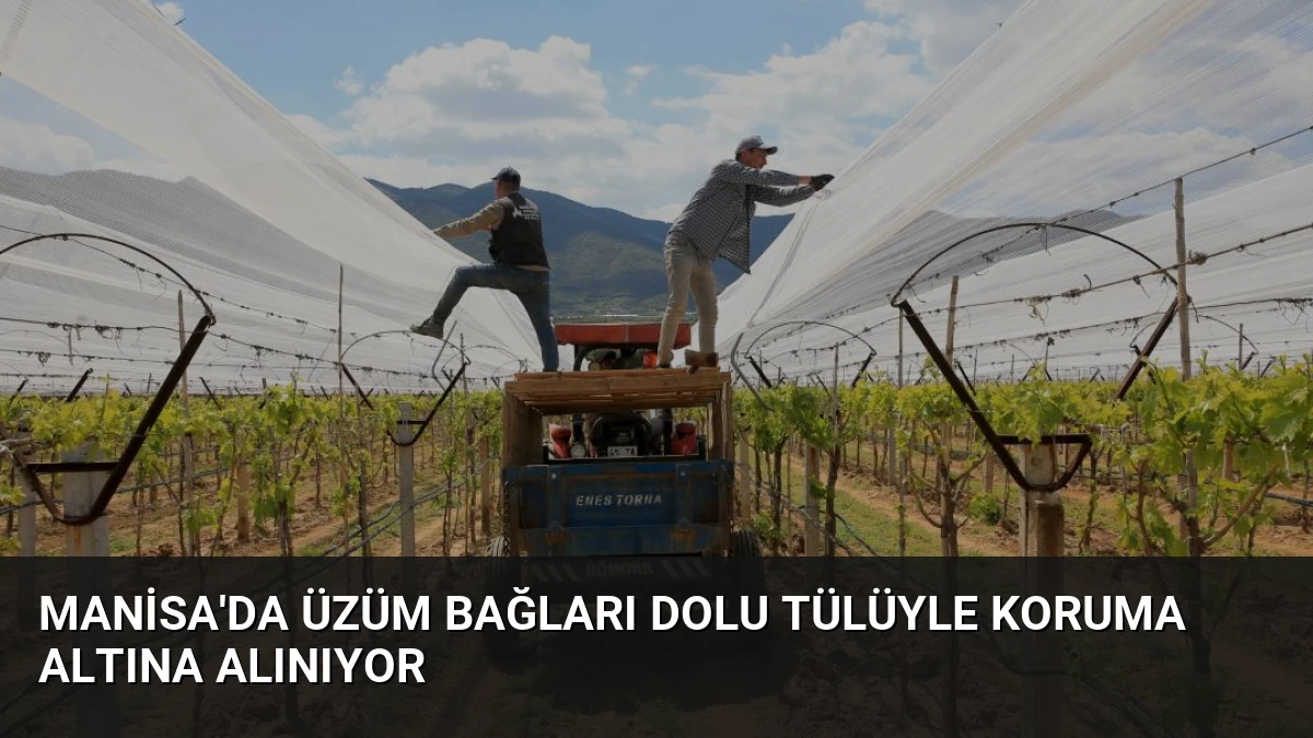 Manisa’da Üzüm Bağları Dolu Tülüyle Koruma Altına Alınıyor