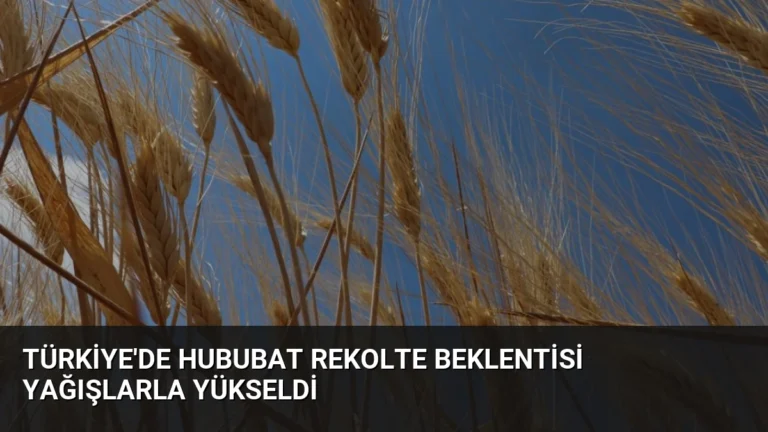 Türkiye’de Hububat Rekolte Beklentisi Yağışlarla Yükseldi
