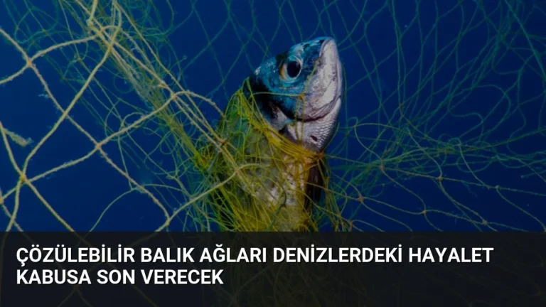 Çözülebilir Balık Ağları Denizlerdeki Hayalet Kabusa Son Verecek