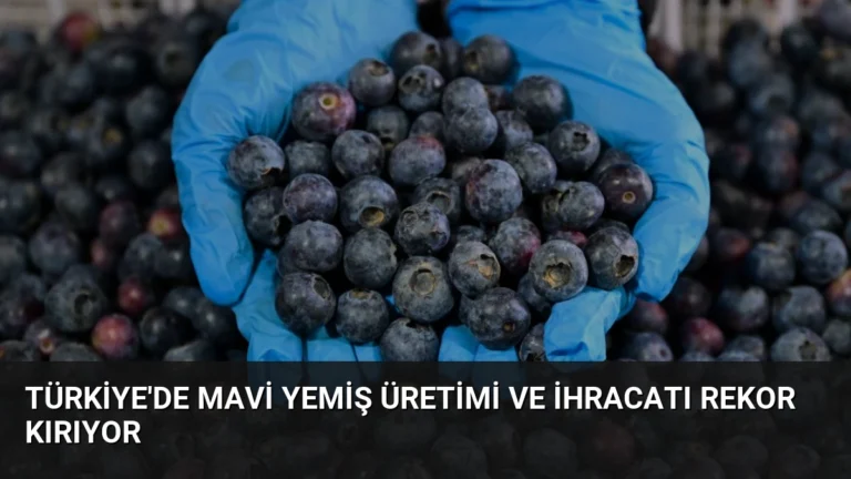 Türkiye’de Mavi Yemiş Üretimi ve İhracatı Rekor Kırıyor