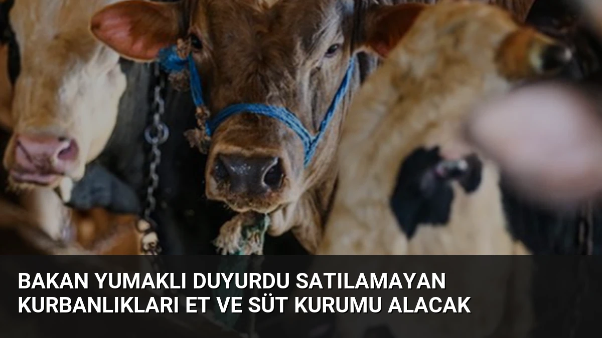 Bakan Yumaklı Duyurdu Satılamayan Kurbanlıkları Et ve Süt Kurumu Alacak