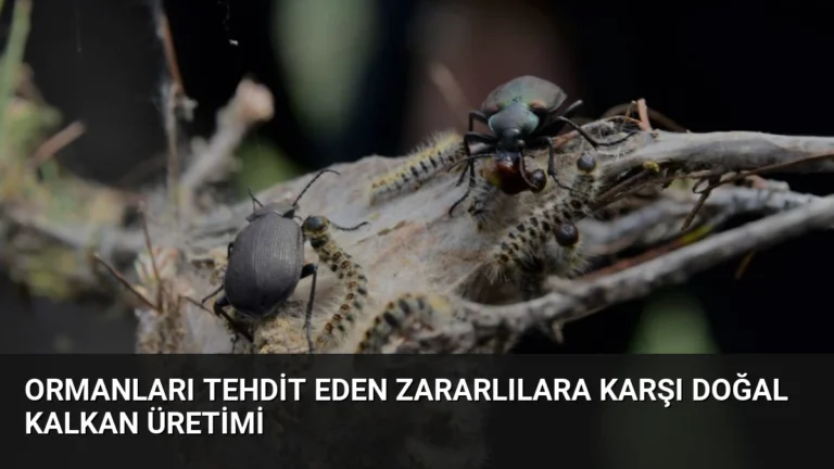 Ormanları Tehdit Eden Zararlılara Karşı Doğal Kalkan Üretimi